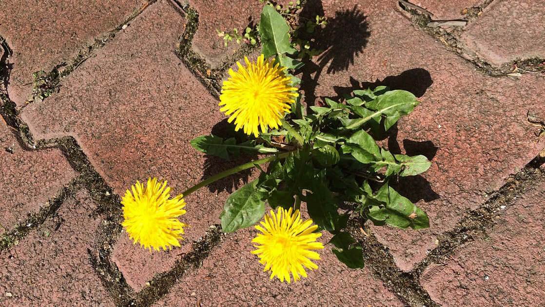 Własna firma - Jak nie powinno się jej reklamować