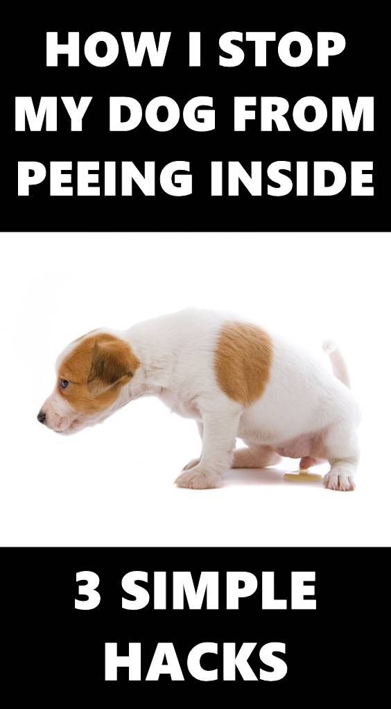 Przykład lead magnet - sklep zoologiczny